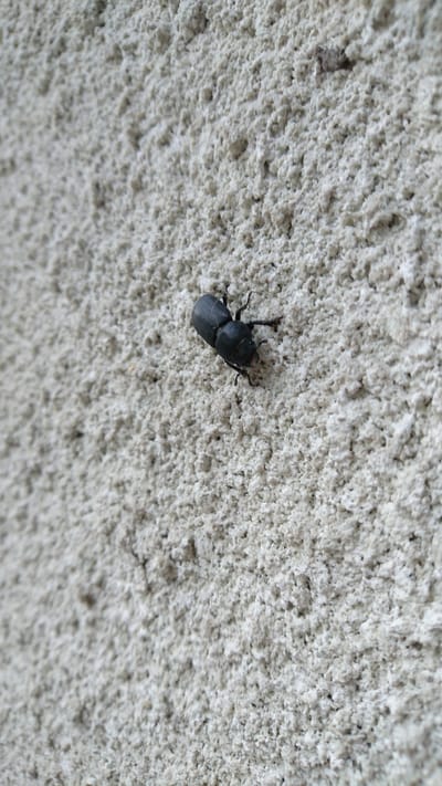 A black beetle is shown crawling on a textured, light-colored surface, possibly concrete or stucco. The beetle is facing towards the bottom left of the frame. Its body is elongated and segmented, with visible legs. The surface it is on has a rough, grainy texture with small bumps and crevices. The lighting suggests an outdoor setting, but no specific environmental details like time of day or weather are apparent. There is no visible text in the image. The scene is a close-up view, focusing solely on the beetle and its immediate surroundings.
