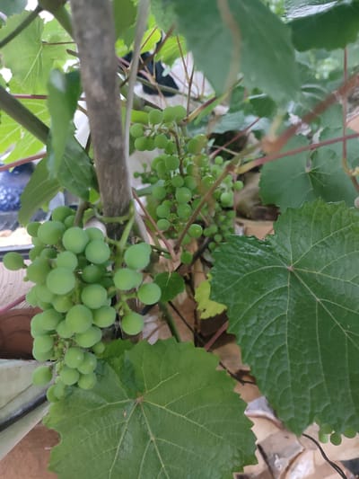 A close-up shot captures a cluster of unripe, green grapes hanging from a vine. The grapes are small and round, tightly packed together on their stems. Several large, green grape leaves with prominent veins frame the cluster, some appearing textured and slightly serrated along their edges. A thick, gray vine or stem runs vertically through the center of the image, partially obscuring the grapes. The background is blurred and consists of a mix of greens and browns, suggesting a natural outdoor environment. The lighting is soft and diffused, casting gentle shadows and highlighting the roundness of the grapes. The scene is devoid of any human presence, animals, or vehicles. The location, Il'bukhtino, Russia, is not visually evident in the image itself.
