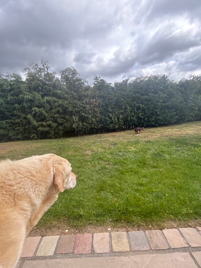 A golden Labrador stands in a backyard next to a brick walkway and green grass. In the distance, a smaller dog, possibly a Rottweiler puppy, stands near a tall green hedge or tree line. The sky is overcast with dark clouds. The photo is taken at a slightly tilted angle.