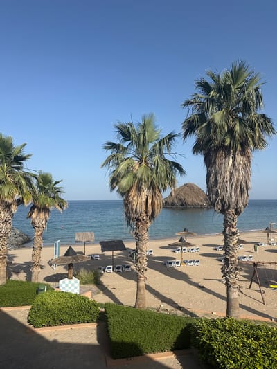 The image shows a beach scene in Al Aqah, United Arab Emirates. It is a bright, sunny day with clear blue skies. Three palm trees are in the foreground, positioned vertically. Behind the palm trees is a sandy beach with rows of beach chairs and straw umbrellas. The ocean is visible in the midground, leading to a small rock formation in the distance. A building with a patterned blue and white structure is situated on the beach next to a hedge.