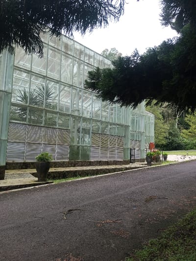 A greenhouse-like structure with glass panels and horizontal louvers dominates the scene. Lush greenery is visible inside. The structure sits alongside an asphalt road strewn with twigs. Potted plants are placed intermittently along the base. The scene is partly framed by dark green foliage from trees above. Additional vegetation fills the background, suggesting a garden or park setting. The day appears overcast, softening the colors.