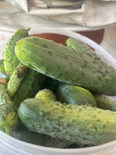 A close-up, low-angle shot shows a white bucket filled with a large quantity of bumpy, green cucumbers. The cucumbers are various sizes, with some showing signs of blemishes or slightly darker spots. The lighting is natural and casts a soft glow on the produce. The background is blurred, but appears to be an indoor setting with some fabric or material visible at the top. There are no people present in the image. The image does not provide any information or context related to the city of Preobragenskaya, Russia.