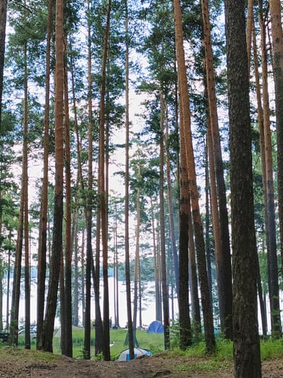 The image depicts a campsite nestled within a pine forest bordering a body of water, likely Lake Baikal, near the village of Sarafanovo, Russia. Tall, slender pine trees with rough, brown bark dominate the foreground, their dense green foliage creating a canopy overhead. Sunlight filters through the branches, casting dappled light on the forest floor, which is covered in a mix of dry pine needles and sparse green grass.
In the mid-ground, several tents are visible, including a prominent blue tent and a lighter-colored tent. A few people are scattered around the campsite, some appearing to be engaged in recreational activities. The edge of the water is visible in the background, a light blue expanse under a pale sky. A few cars are parked near the edge of the clearing. The overall atmosphere is one of a serene, natural retreat.