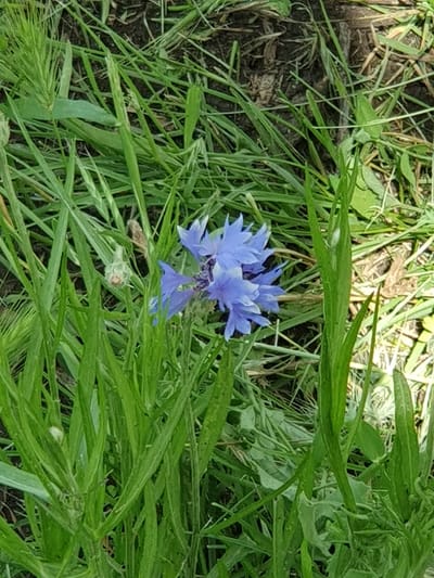A close-up, overhead shot showcases a cluster of blue cornflowers amidst tall, green grass and brown soil. The flowers are in focus, with their delicate petals clearly visible. The surrounding grass is a mix of varying lengths and shades of green, creating a natural and slightly overgrown environment. Patches of dark soil are visible between the blades of grass, suggesting an outdoor setting. The lighting indicates it is daytime, with shadows cast by the vegetation. The scene appears to be a natural or semi-natural area, possibly a meadow or field, in Novoivanivka, Ukraine.
