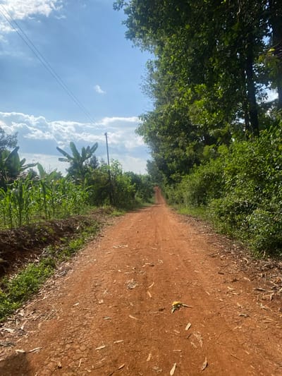 A long dirt road stretches into the distance, flanked by lush green vegetation on either side. On one side, corn stalks and banana trees reach towards the bright sky, partly filled with fluffy white clouds. Overhead, a canopy of dense foliage creates a shaded tunnel over the road. Power lines are visible in the sky. A few scattered leaves and a single yellow object lie on the surface of the road, suggesting a natural, rural setting.