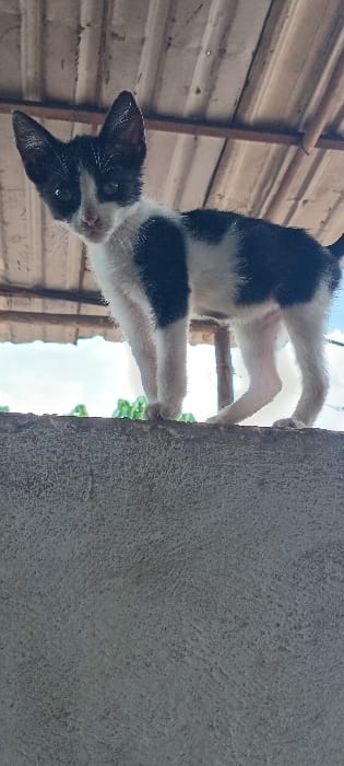 A black and white kitten hangs upside down, clinging to a textured gray wall. The kitten's head is angled towards the viewer, revealing its face. The wall is to the right. The background consists of a corrugated metal structure and a glimpse of sky. The kitten's paws are gripping the wall. Its body is mostly white, with patches of black fur.
