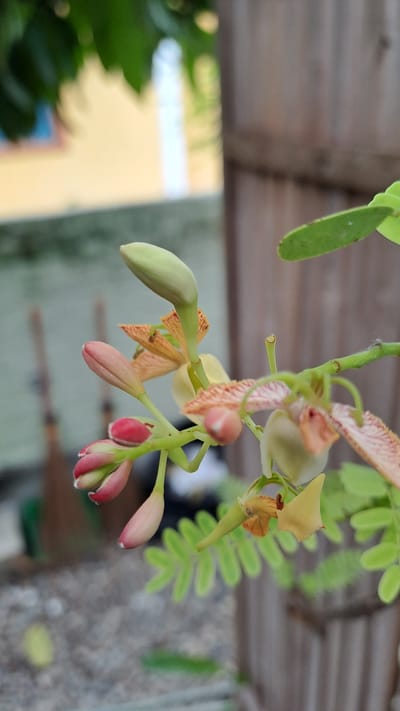 The image is a close-up, eye-level, outdoor shot of a flowering tamarind branch. The main subjects are several flower buds and blooms, with delicate pink and pale yellow petals, some with red streaks. The largest bud is a pale green, elongated shape. The background is softly blurred, showing a grey, gravel-like surface, some green foliage, and a vertical wooden structure, possibly a fence or post. There is also a hint of a building with yellow and white walls in the upper left background. The image does not contain any people or indicate any specific location within Pulokiton, Indonesia.
