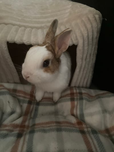 A rabbit with brown and white fur is peeking out from a plush, cream-colored hideaway that is situated on top of a plaid blanket. The rabbit's ears are upright, and it is looking to the left of the frame. The hideaway has a ribbed texture and an opening where the rabbit is visible. The blanket has a pattern of orange, grey, and white plaid. The background is dark and out of focus, suggesting an indoor environment. There is no indication of the location being in Przeźmierowo, Poland.