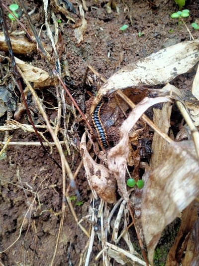 This image presents a close-up, ground-level view within the city of Gempolan, Indonesia. The primary subject is a segmented millipede, dark black with distinct orange-yellow bands on its lateral sides, observed on damp, dark brown soil. The surrounding area is characterized by natural organic debris, including numerous dry, light brown and beige leaves, thin brown twigs, and fragmented plant stems. Several small, bright green plant sprouts are visible growing from the soil. No human subjects or artificial objects are present. The scene depicts an undisturbed natural microhabitat.