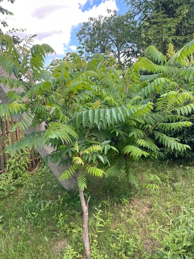 The image shows a close-up of a tree with large, serrated, compound leaves. The tree's branches are visible, some of which are covered in small, greenish flower clusters. The tree is growing outdoors, with a background of green grass and some other foliage, possibly a conifer tree. A large, light-colored stone is partially visible behind the tree, and a wooden structure, possibly a fence or bench, is in the lower part of the image. The sky, with white clouds, is visible in the upper left quadrant. The scene appears to be outdoors, likely in a rural or garden setting, given the presence of the stone, wooden structure, and natural vegetation. The lighting suggests it is daytime, and the lush greenery indicates a period of growth, likely spring or summer. There is no visible text in the image.