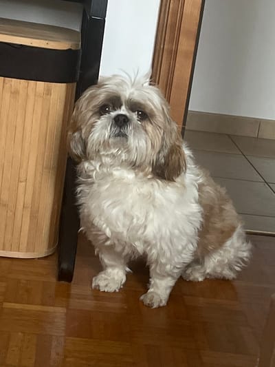 The scene depicts an interior setting in Ittenheim, France. A single Shih Tzu dog is the primary subject, positioned centrally and facing forward, looking directly towards the viewer. The dog has shaggy fur predominantly white with patches of brown or tan on its ears, around its eyes, and on its back and hindquarters. Its eyes are dark, exhibiting visible tear staining.
The dog is seated on a glossy, light brown wooden floor, arranged in a parquet or herringbone pattern. To the immediate left of the dog, a portion of a tall, light-brown cylindrical object, possibly a bamboo laundry hamper or waste bin, is visible, featuring a black top rim. A dark, vertical structural element, likely a furniture leg or frame, stands between the dog and the bamboo object. To the right of the dog, a light-colored wall is visible, along with a vertical section of a light brown wooden door frame or panel. The ambient lighting suggests an indoor residential environment. No human subjects are present, and no active interactions are observed.