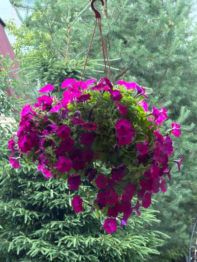 This media file showcases a vibrant hanging basket overflowing with deep pink and purple petunias, suspended in front of a backdrop of lush green pine trees. The petunias are in full bloom, their trumpet-shaped flowers creating a cascade of color. The pine needles are densely packed, forming a textured curtain of green. The image appears to be taken outdoors, likely in a garden or patio setting, given the presence of the hanging basket and the natural surroundings. The lighting suggests it is daytime, possibly late morning or early afternoon, with ample natural light illuminating the scene. The overall mood is serene and natural, emphasizing the beauty of the flowers against the evergreen foliage. There are no visible people, text, or specific time-of-day indicators like shadows. The location context of Solnechnogorsk, Russia, implies a temperate climate where such flora would thrive.