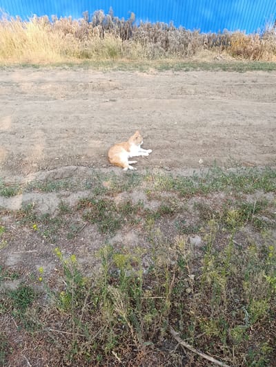 An orange and white cat is lying on its side on a dirt path. The cat is facing to the right and appears to be resting. The path is dry and dusty with some sparse vegetation growing along its edges. In the background, there is a row of dry, tall grasses and plants, with a bright blue corrugated metal fence behind them. The scene is outdoors and appears to be in a rural or semi-rural area, potentially on the outskirts of the city of Қызылжар, Kazakhstan, given the vegetation and the type of fencing. The lighting suggests it is daytime.