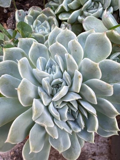 This close-up image captures a cluster of Echeveria succulents, showcasing their intricate rosette formations. The primary focus is on a large, pale green-blue succulent in the center, with its thick, fleshy leaves arranged in a classic spiral pattern. The leaves appear slightly powdery or waxy, characteristic of many Echeveria species, and some exhibit subtle pink or reddish tints at their pointed tips.
To the left and in the background, several other succulent rosettes of varying sizes are partially visible, suggesting a thriving plant cluster. Patches of dark earth or soil are discernible around the base of the plants, hinting at an outdoor garden setting or a large planter. Small, greener leaves from other plant growth can be seen intermittently between the succulents.
The lighting suggests it is daytime, casting soft illumination on the plants without harsh shadows. No specific activity is depicted, as the image is a static botanical study. There is no visible text. The scene conveys a sense of natural beauty and growth, located in Carrizal, Venezuela.