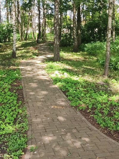 A paved pathway winds through a sun-dappled birch forest in the village of Kvasouski Sel'ski Savet, Belarus. The path, constructed of light brown rectangular bricks, curves gently from the foreground into the background, disappearing around a bend. Lush green ground cover, characterized by small, vibrant leaves, borders both sides of the pathway. Numerous birch trees with distinctive white and black bark populate the scene, their trunks forming vertical lines amidst the foliage. Sunlight filters through the dense canopy of leaves, casting dappled shadows across the path and the forest floor, creating a serene and natural ambiance. The overall impression is one of a tranquil park or wooded area within a rural Belarusian setting.