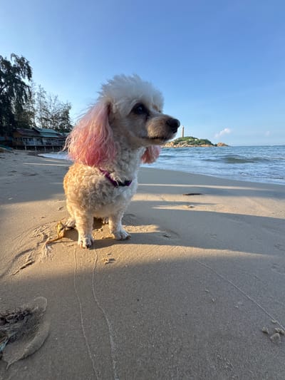 A white poodle with pink-dyed ears stands on a sandy beach, facing right. The dog is wearing a purple collar. In the background, the ocean meets a sandy shore, with a small island topped by a lighthouse visible in the distance. A line of trees and buildings can be seen along the coastline to the left. The sky is clear and blue, with the sun casting long shadows across the sand. The location is the coast of Thuận Thành, Vietnam.