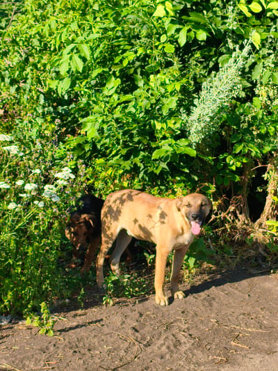 Two dogs are in the foreground of the image, with a dense thicket of green foliage behind them. The dog on the right is a tan color, with its mouth open and tongue hanging out, panting. It appears to be medium-sized with short fur. The dog on the left is darker brown and appears smaller, with its head partially obscured by the foliage and the tan dog. The ground in front of the dogs is dirt and sparsely covered with dry grass and twigs. The foliage is lush and green, with some small white flowers visible in the lower left portion of the image. Sunlight is casting shadows on the ground, suggesting it is daytime. The scene appears to be outdoors in a natural setting, possibly a wooded area or a field with abundant vegetation. The overall impression is a snapshot of two dogs in a natural environment on a sunny day.