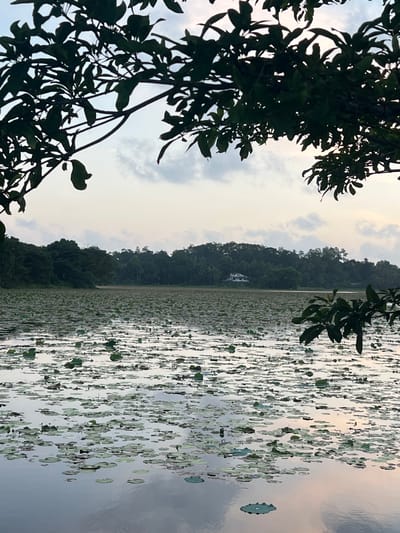 A still lake, heavily populated with lily pads, reflects the overcast sky, which is tinged with the soft colors of dusk. In the distance, a dense line of dark green trees forms the background, with a single, white house partially visible nestled within them. The foreground is framed by the dark silhouettes of tree branches and leaves, creating a naturalistic border around the tranquil scene. The image captures the natural beauty of Moodugamuwa, Sri Lanka, highlighting the expansive lily-covered lake and its surrounding lush vegetation.