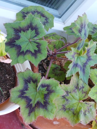 This is a close-up, eye-level shot of a potted plant with distinctly patterned leaves. The leaves are a vibrant green with dark purple markings that spread out from the center in a starburst or radial pattern. The edges of the leaves are serrated and appear slightly fuzzy. The plant is in a terracotta pot, and part of a white planter is visible. The background shows a window frame and sill, suggesting the plant is indoors or on a windowsill. The image composition focuses on the intricate details of the foliage. No people or actions are depicted. The specific location in Hospozín, Czechia is not identifiable from the image alone.
