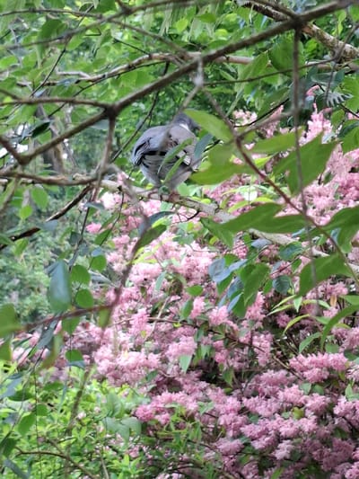 A pigeon is perched on a branch in a tree, partially obscured by leaves. The bird is facing away from the camera, showing its gray and white striped tail feathers. Behind the pigeon, a dense cluster of small pink flowers is visible, suggesting a flowering shrub or tree. The background is filled with green foliage and branches, creating a natural, outdoor setting.