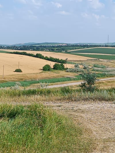 The image captures a wide, scenic landscape under a bright, partly cloudy sky, suggesting it was taken on a sunny day. The setting appears to be a rural area, likely agricultural, given the vast fields of golden wheat and vibrant green crops that dominate the view. Rolling hills stretch into the distance, dotted with small clusters of buildings that suggest a village or town. A tall, slender radio tower is visible on one of the distant hills, a common landmark in such locations.

In the mid-ground, a paved road winds through the fields, with sparse vegetation lining its edges. Several utility poles stand alongside the road, indicating infrastructure in the area. There are no people visible in the image, and the activity depicted is purely that of the natural landscape and agricultural land. The overall impression is one of peaceful rural serenity. The time of day is likely midday or early afternoon, given the brightness of the sun and the clear sky. The location context provided suggests this is Sîngerei, Moldova. There is no visible text in the image.