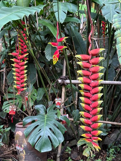 In Tân Phú, Vietnam, a cluster of vibrant red and yellow Heliconia flowers hangs from thick stalks, their elongated petals unfurling in dramatic fashion. The flowers are surrounded by lush green foliage, including large, distinctive Monstera leaves. Several small, decorative items, possibly ornaments or talismans featuring stylized animal faces and red tassels, are attached to thin branches and hang near the flowers. A large, decorative ceramic pot with painted lotus motifs sits in the foreground, partially obscured by the leaves. The scene appears to be an outdoor setting, possibly a garden or a naturalistic display, with a rustic wooden railing visible in the background.