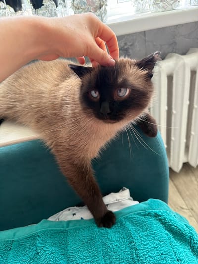 A person's hand is gently petting a Siamese cat on its head. The cat is lying on a teal-colored upholstered surface, likely a chair or sofa. The cat has light brown fur with darker points on its face and ears, and striking blue eyes. The background shows a white radiator and a tiled wall, suggesting an indoor environment. The image is a close-up, focusing on the interaction between the person and the cat. There is no information available to determine the specific location within Старые Туймазы, Russia.
