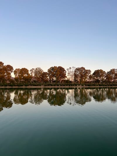A serene landscape presents a line of trees mirrored in a calm body of water. The reflection creates a symmetrical scene where the trees' silhouettes and their detailed foliage are duplicated. The sky transitions from a light blue hue to a soft gradient, adding depth to the backdrop. The water's surface, with gentle ripples, enhances the mirrored effect and the tranquil atmosphere. The composition is split by the water and land, with the trees acting as a border between the sky and the reflecting surface.