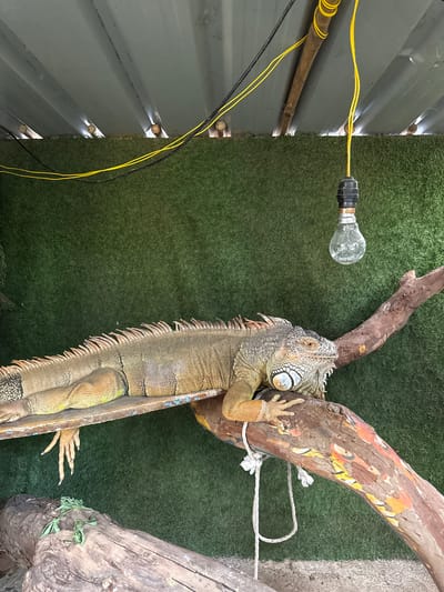 In Nashik, India, an iguana clings to a painted tree branch in a habitat with artificial turf. The iguana, primarily gray and tan with blue accents on its side, is positioned vertically. Its head is facing forward with one paw visible, gripping the branch. To the left of the branch is an exposed lightbulb with yellow wiring. The habitat enclosure is made of corrugated metal sheets.
