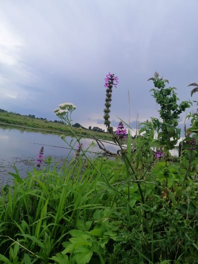 The image depicts a body of water, likely a river or lake, near the village of Krasnoluka, Ukraine. The water is calm, with reflections of the sky and surrounding vegetation visible. Several fishing rods are set up along the bank, suggesting recreational fishing is taking place. The foreground is dominated by lush green grass and wildflowers, with some purple and white blossoms in focus. In the background, a grassy bank leads to a distant treeline under a cloudy, overcast sky. The overall scene conveys a peaceful, natural setting.