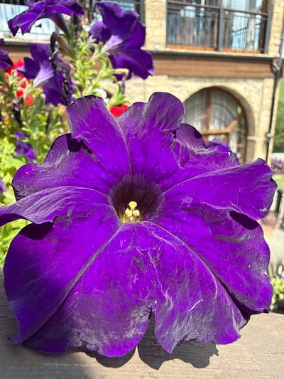 A close-up, eye-level shot features a large, vibrant purple petunia in the foreground, its ruffled petals filling most of the frame. The flower's stamen, a bright yellow, is visible at its center. In the background, a blurred building with arched windows and wooden balconies is visible, suggesting an outdoor setting. The building's stone facade and tiled roof hint at a European architectural style, possibly within a resort or hotel area. The presence of other purple flowers and green foliage indicates a garden or cultivated outdoor space. The overall impression is one of natural beauty set against a backdrop of human architecture.