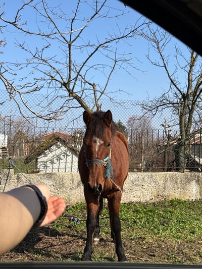 The image depicts an outdoor scene in the city of Zdravets, Bulgaria, observed from within a vehicle, indicated by dark framing along the top and bottom edges. A brown horse, marked with a white blaze on its forehead, stands centrally, facing the camera. It is equipped with a dark halter, to which a light blue rope or tether is attached. A human's left forearm, adorned with a dark wristband, extends an open palm towards the horse from the lower-left foreground. The ground beneath the horse consists of sparse green grass and exposed brown earth. In the mid-ground, a low, light-colored concrete wall is topped by a metal fence, featuring both chain-link and decorative wrought iron sections. Beyond this barrier, multiple residential structures with tiled roofs are visible amidst a backdrop of leafless deciduous trees and distant evergreen foliage, all under a clear blue sky. The scene is illuminated by direct sunlight, casting noticeable shadows.