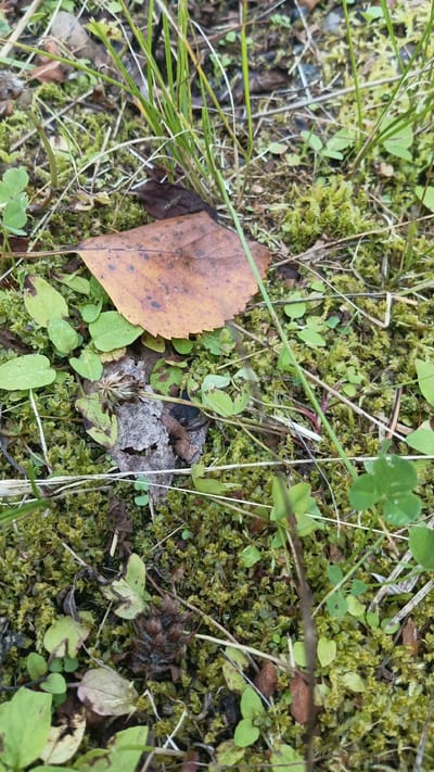 The image depicts a close-up view of the forest floor in Podyakovo, Russia. The ground is covered in lush green moss, interspersed with fallen leaves, grass, and small green plants. A single brown, dry leaf rests prominently in the upper left portion of the frame. There are no people or animals visible in the image. The scene is natural and undisturbed, suggesting a peaceful forest environment.