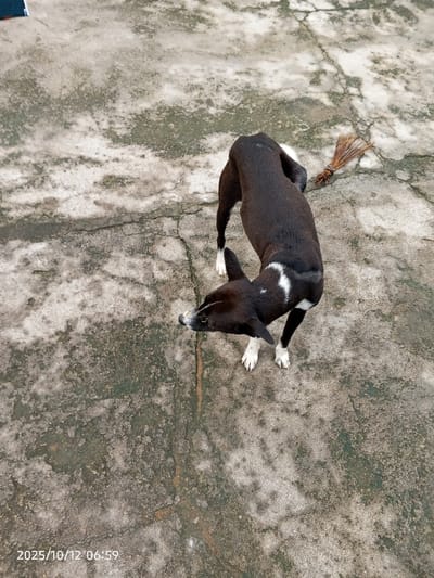 The image displays an overhead view of a black dog with distinctive white markings standing on a stained and cracked concrete surface in Kamantan, Nigeria. The dog features a white snout, white "socks" on all four paws, a white chest/belly area, and a prominent white semi-circular patch on its right side. Its head is slightly turned to the left, gazing forward. A small, natural-fiber broom is visible lying on the concrete in the upper right quadrant of the frame. The concrete ground exhibits widespread discoloration, including greenish-dark patches and a network of thin cracks. A digital timestamp "2025/10/12 06:59" is present in the lower-left corner.