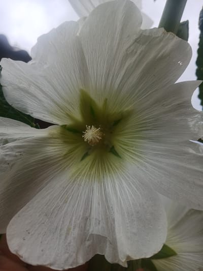 This media file is a close-up, eye-level photograph of a white hollyhock flower in Karasu, Kyrgyzstan. The flower is the primary subject, with its delicate, translucent white petals fanning outwards from a pale green center. The center of the flower has a fuzzy, white stamen with a distinct texture. Fine lines are visible across the petals, highlighting their texture.

The background is softly blurred, with hints of other parts of the flower, green leaves, and a muted, bright sky, suggesting it is daytime, possibly overcast. The overall mood is serene and natural, focusing on the intricate beauty of the flower. There are no people or specific objects, and no text is visible. The setting is outdoors, within a natural environment where hollyhocks grow. The lighting appears diffused, contributing to the soft aesthetic of the image.