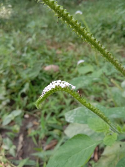 In Gampong Teungoh, Indonesia, a close-up, eye-level shot focuses on a curved stem of a plant with small, white flowers arranged along its length. The flowers are clustered on the upper side of the stem, which is covered in fine, white hairs. The stem itself has a segmented appearance, with small, pointed structures along its sides. In the background, a blurred expanse of green foliage suggests an outdoor, natural environment. Another similar plant stem, out of focus, runs diagonally across the upper right portion of the frame. The lighting appears to be natural daylight, creating soft shadows and highlights. The overall impression is one of a serene, botanical scene.