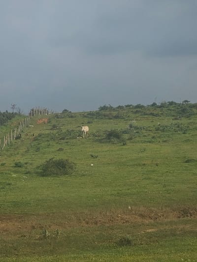 This image captures a rural landscape within the city of Ameur, Morocco, under a uniformly overcast sky. The upper two-thirds of the frame are occupied by dark grey clouds. The terrain consists of rolling hills covered predominantly in green grass, with scattered small bushes and patches of darker foliage, particularly along the upper slopes. In the midground, a single, light-colored bovine, likely a cow or steer, stands centrally on the green hillside, oriented generally away from the viewer. To the left, a line of vertical, weathered wooden fence posts extends uphill, accompanying a reddish-brown dirt path that curves along the slope. Several small, dark-colored fowl are visible on the ground near the base of the fence line, closer to the mid-left of the image. The immediate foreground consists of green grassy ground with some visible areas of sparse vegetation and darker earth. No human figures are present. The scene is illuminated by diffused natural light, consistent with the overcast conditions.