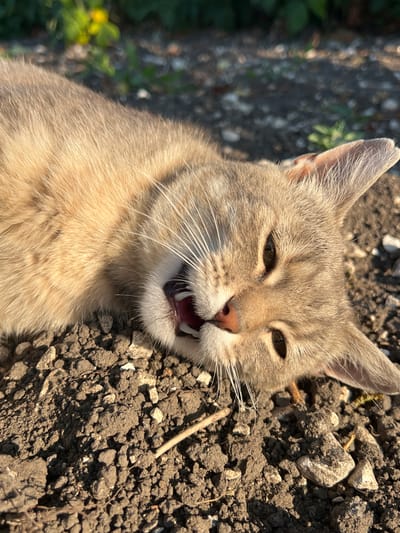 A close-up shot captures a grey tabby cat lying on cracked, dry earth, with its mouth slightly open, revealing small teeth and tongue. The cat's eyes are partially closed, and its whiskers are prominent. The background is blurred, showing hints of green foliage and sunlight, suggesting an outdoor setting. The lighting indicates it is daytime, likely under natural sunlight. The overall impression is of a relaxed or perhaps slightly panting animal in a rural or garden environment. No text is visible in the image.