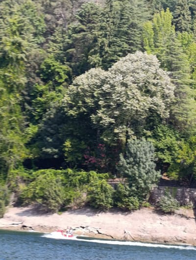 An aerial view captures a serene natural landscape with a focus on a dense, verdant forest cascading down a slope towards a body of water. The forest is characterized by a variety of trees, with lush green foliage dominating the scene, punctuated by a large, pale-leaved tree in the mid-ground. Below the forest, a strip of sandy beach meets the water's edge, where a red and white jet ski is visible, carrying two people, creating a white wake as it moves across the blue water. The overall impression is one of natural beauty and recreational activity in a tranquil environment. The image depicts a scene likely in the municipality of Terras de Bouro, Portugal, given the characteristic lush vegetation and watery expanses found in the region, potentially near the Caniçada dam or the Peneda-Gerês National Park, known for their dense forests and recreational water activities.