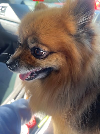 A close-up, upside-down view of a fluffy, brown-and-tan dog, likely a Pomeranian or similar breed, with its tongue sticking out and an open mouth. The dog is looking at the camera with one visible brown eye. The dog's fur is thick and fluffy. Part of a person's hand or arm wearing a light blue sleeve is visible near the dog's snout. The background is blurry, suggesting a car interior. There is no information in the photo to confirm it was taken in Bristol, United Kingdom.