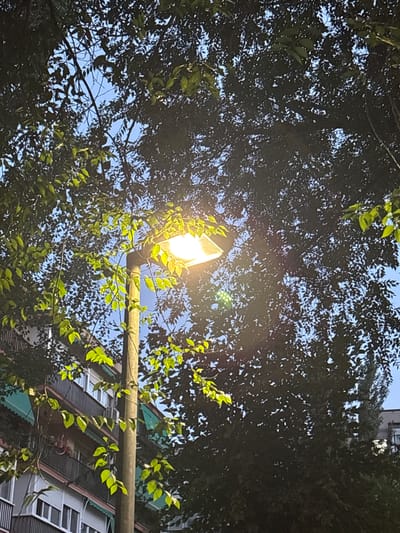 The image depicts a streetlamp illuminated at dusk, with its light casting a warm glow through the branches of lush green trees. The dense foliage partially obscures the view of a building with multiple balconies and windows, suggesting an urban or suburban setting. The building's architecture, with its balconies and awnings, is consistent with residential structures found in Coslada, Spain. The clear sky above indicates fair weather conditions. The scene is captured from a low angle, looking upwards into the canopy of trees.