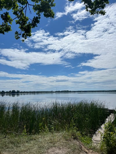 The image depicts a serene natural landscape. The foreground is dominated by tall, lush green grass and some dry vegetation, indicative of a lakeside or marshy area. To the left, a branch with green leaves, possibly from an oak tree, extends into the frame. The middle ground features a calm body of water, reflecting the sky above. A thin strip of trees lines the far bank of the water, suggesting a distant shore. The sky is a vibrant blue, filled with scattered, wispy white clouds that create dynamic patterns. The overall scene suggests a bright, clear day, likely during daylight hours, possibly late morning or afternoon, given the illumination and cloud formations. There are no visible people or man-made objects other than a hint of what appears to be a wooden boardwalk or pier structure peeking through the grass on the right side of the image. The mood is peaceful and tranquil, capturing the beauty of a natural environment. The image seems to be taken from a slightly elevated position, looking out over the water.