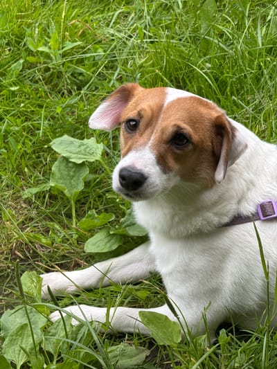 A medium shot photograph captures a Jack Russell Terrier lying in green grass. The dog, primarily white with tan markings on its head and ears, is looking to the left with its body angled to the right. Its left ear is slightly cocked, and its tail is not visible. The dog is wearing a thin, purple collar. The background is filled with lush, green grass and broad green leaves. The scene appears to be outdoors, possibly in a park or backyard. The location is identified as Vorsma, Russia.