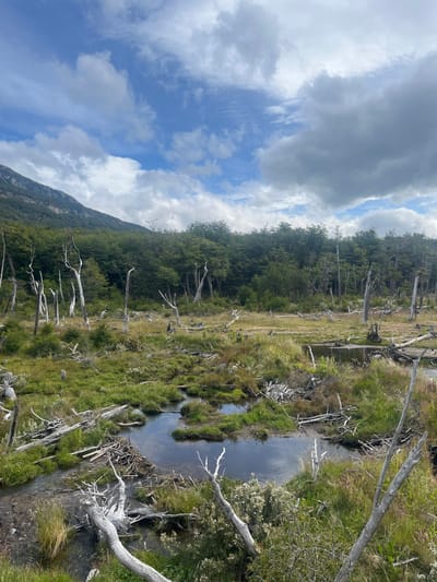 A narrow, reflective stream meanders through a grassy, marshy landscape dotted with bleached, skeletal tree trunks. Lush green trees ascend a sloping hillside, meeting a sky filled with puffy white clouds and patches of blue. The vegetation suggests a wetland environment, with the juxtaposition of life and death represented by the thriving greenery and the stark, bare trees.