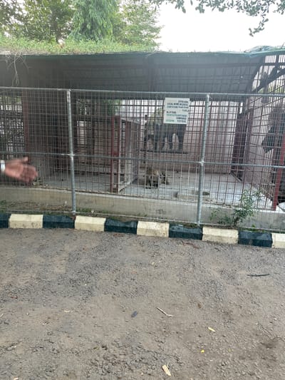 In the city of Batagarawa, Nigeria, a spotted hyena is observed within a fenced enclosure at what appears to be a zoo or wildlife sanctuary. The enclosure is constructed with metal bars and has a covered roof. A sign posted on the enclosure details information about the hyena, including its local and scientific names, conservation status, and lifespan. Inside the enclosure, the hyena is visible, lying down. In the foreground, a paved area with a striped curb is present, and beyond that, a gravelly ground surface. A hand is visible to the left of the enclosure, seemingly reaching towards it. The environment around the enclosure is characterized by vegetation and trees.