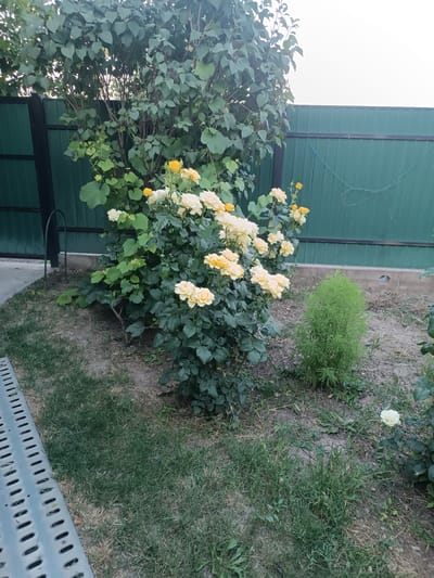 The image shows a backyard scene in Grigorăuca, Moldova. The primary subjects are a large bush with green leaves and a dense cluster of yellow roses in bloom. A smaller, green, feathery plant stands to the right of the roses. In the background, a dark green metal fence runs horizontally across the frame, with a lighter concrete base visible below it. A portion of a light gray metal grate or bench is visible in the lower left corner. The ground is a mix of dry dirt and patchy grass.
The scene appears to be a garden or yard, likely in a residential setting, given the presence of the fence and the cultivated plants. There are no people or animals visible. The activity taking place is simply the natural growth and blooming of the plants, suggesting a pleasant outdoor environment.
Notable details include the abundance of yellow roses, indicating they are likely in their peak blooming season. The lighting suggests it could be late afternoon or early evening, as the sky is overcast and bright, but not the harsh light of midday. The presence of the fence and the general state of the yard suggest a domestic, possibly rural, location. No text is visible in the image.