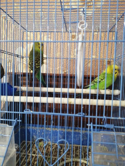 The image shows two budgerigars in a blue metal birdcage. The budgie on the left is mostly green with black markings on its wings and back. The budgie on the right is primarily yellow with green and black markings. Both birds are perched on wooden dowels inside the cage. The cage has a blue plastic base and a patterned wallpapered background is visible behind the bars. There is a white rope toy hanging from the top of the cage. The floor of the cage appears to be covered in birdseed and debris. There are no people visible in the image. The location is the city of Rechytski, Rechytski District, Gomel Region, Belarus.