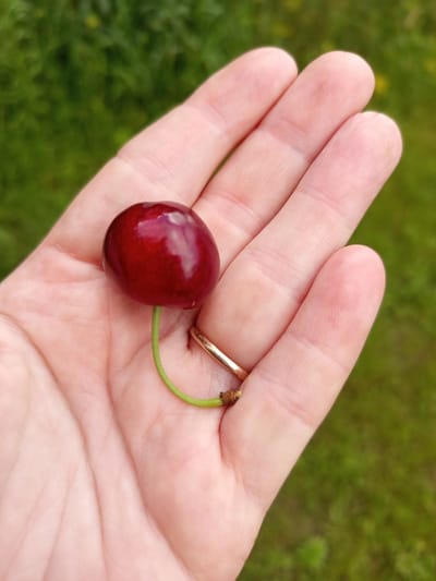 A hand with a single cherry rests in the palm. The cherry is a deep red with a thin green stem. A gold ring is worn on one of the fingers. The background is blurred green grass. The image was taken outdoors.