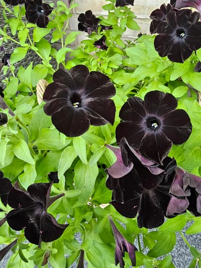 A close-up, eye-level, outdoor shot captures a cluster of dark petunia flowers with vibrant green foliage. The petunias are a deep, velvety black, with some exhibiting a slight purplish hue. Their trumpet-shaped blooms are open, revealing delicate white stamen at their centers. The surrounding leaves are a bright, healthy green, providing a strong contrast to the dark flowers. The background is blurred, suggesting a shallow depth of field, but hints of a brick wall and woven material are discernible, possibly indicating a garden setting or patio. The lighting suggests it is daytime, with soft light illuminating the scene. No people or animals are present. The image does not contain any information to indicate a location in Smålandsstenar, Sweden.