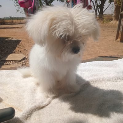 A small, white, long-haired dog sits on a white towel. The background is a dusty outdoor area in Bomo, Nigeria. A fence and vegetation are visible in the distance, along with some items hanging on a clothesline.